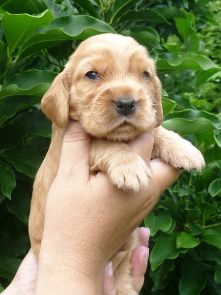 13 - 2.fenka (červená).JPG